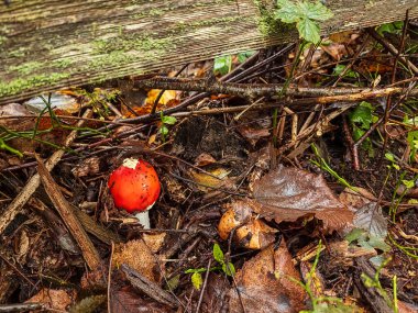 Sonbaharda ormanın ormanında bir mantar bulunur..
