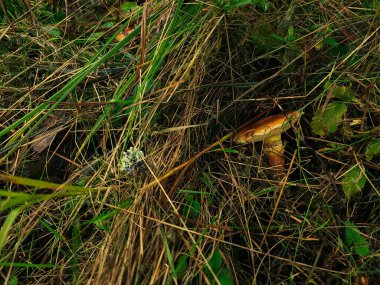 Ormanda yetişen mantarlar