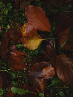 Güzel sonbahar yaprakları, bitkiler ve yapraklar.