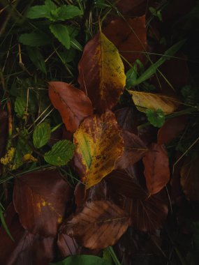 Sonbahar yaprakları, bitki örtüsü ve sonbahar mevsimi