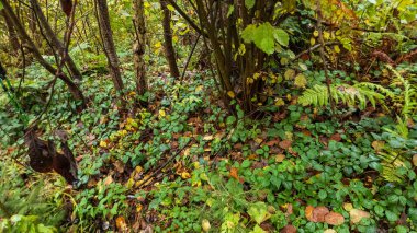 Ormanda sonbahar yaprakları
