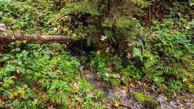 Ormandaki güzel bir nehir manzarası