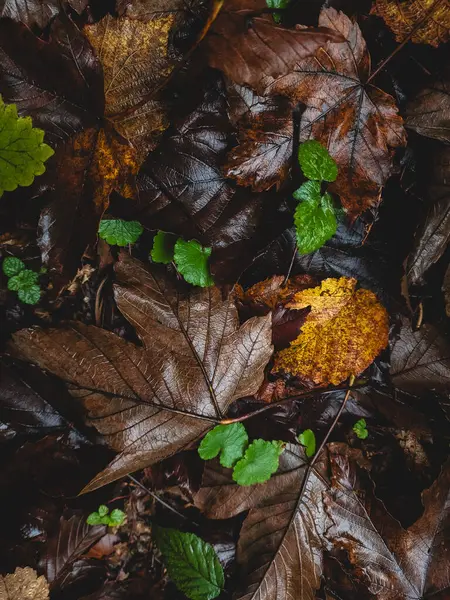 Sonbahar yaprakları yerde.