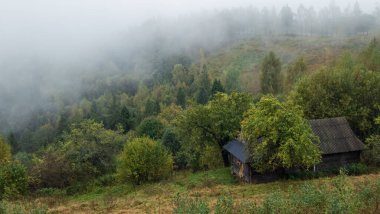 Ormanda sisli bir sabah