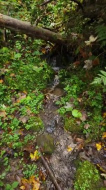 Ormanda güzel bir şelale