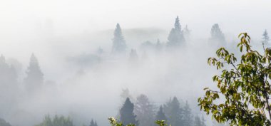 Ağaçlı, sisli bir sabah