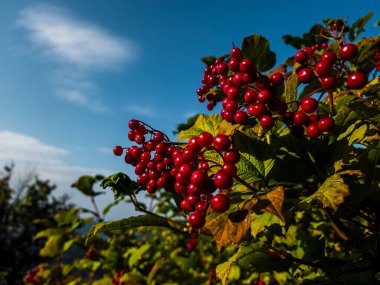 Bir ağacın dalında kırmızı meyveler