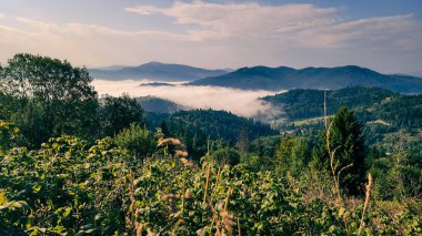 Yeşil ormanlı güzel dağ manzarası