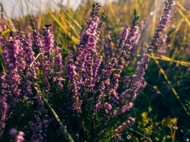 Çayırdaki güzel çiçekler