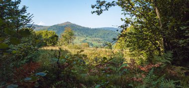 Ağaçlar ve çalılarla dağlarda güzel bir yaz manzarası