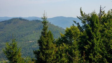 Yazın ormandaki Karpat Dağları manzarası
