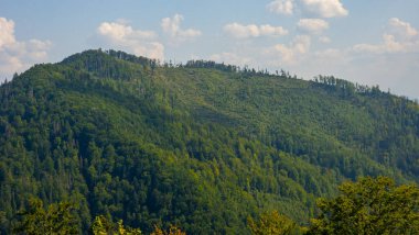 Dağlarda ağaçların olduğu güzel bir yaz manzarası. yüksek kaliteli fotoğraf
