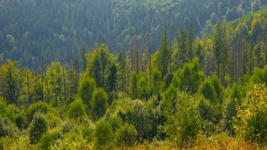 Karpatlar 'da sonbahar, Ukrayna, Avrupa, çok güzel bir orman.