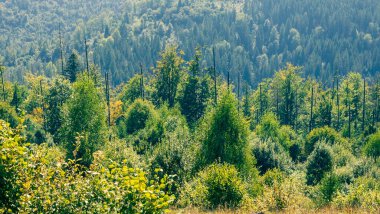 Ağaçlar ve dağlarla dolu sonbahar manzarası