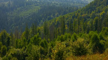 Dağlarda güzel bir sonbahar ormanı