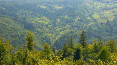 Dağlardaki yeşil orman