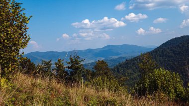 dağlar ve ağaçlar ile yaz manzara