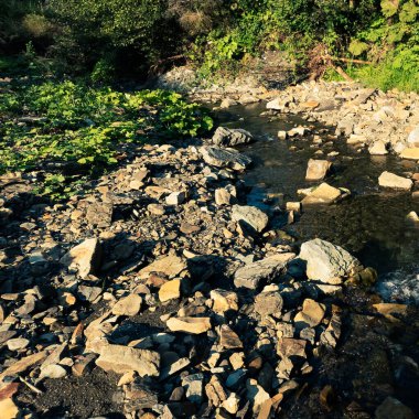 Ormandaki dağ nehri