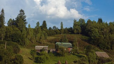 Ormanda yeşil ağaçlar