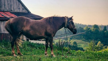 Bir çiftlikte güzel at