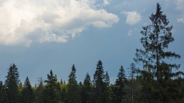 çam ormanı içinde yaz.