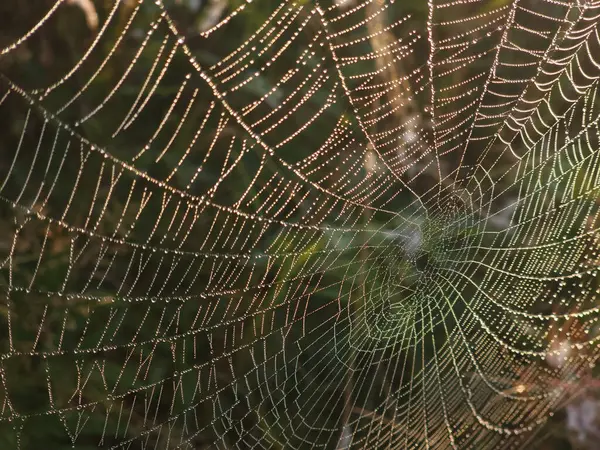 Çiy damlalı ağ örümceği