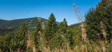 Karpatya dağ manzarası. Güzel bir yaz günü Dağlarda yeşil köknar ormanı.