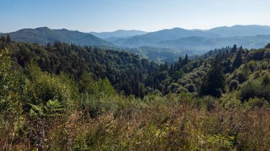 beautiful view of mountains in the forest.