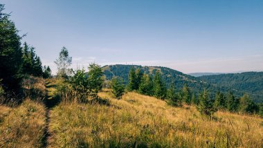 Ağaçlar ve ormanlarla dolu güzel bir manzara.