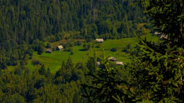 Dağları olan güzel yeşil orman