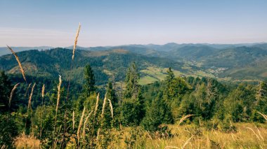 Yazın Karpat Dağları, Karpatlar 'da güneşli bir gün, Ukrayna.