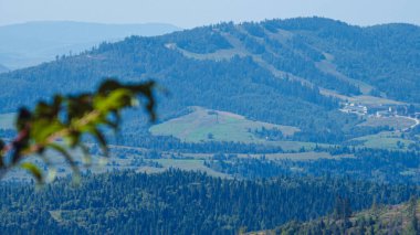 Ormandaki dağ yolu.