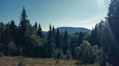 Yazın ormanlı güzel dağ manzarası