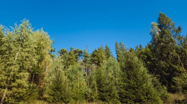 Güzel orman ve mavi gökyüzü Sonbaharda sabah
