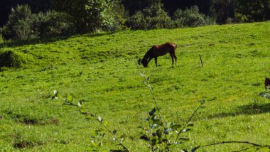 Dağlarda otlayan bir inek sürüsü.