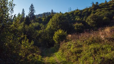 Sabahları dağ ormanının güzel manzarası