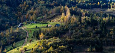 Ağaçları ve yeşil yaprakları olan güzel bir sonbahar ormanı