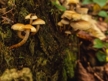 Sonbahar ormanındaki mantarlar.