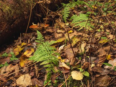 Sonbahar yaprakları, orman bitkileri ve yapraklar.