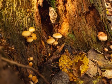 Ormandaki mantarlar.