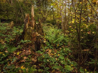 Ağaçlı sonbahar ormanı