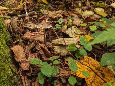 Sonbahar yaprakları, sonbahar bitkileri