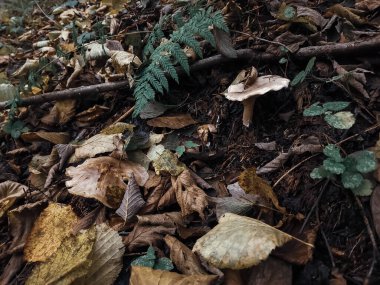 Sonbahar yaprakları yerde