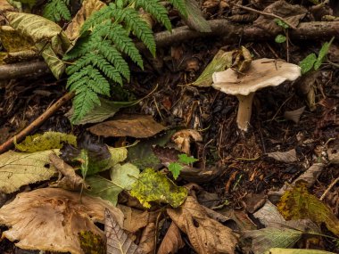 Ormandaki mantarlara yakın, doğa geçmişi