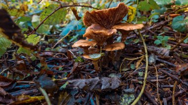 Ormandaki bir mantarın yakın plan çekimi.