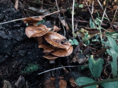 Ormanda kahverengi ve beyaz mantarların yakın plan çekimi.