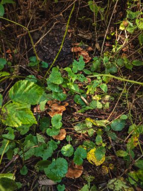 Ormandaki ağaçta yetişen mantarlar.