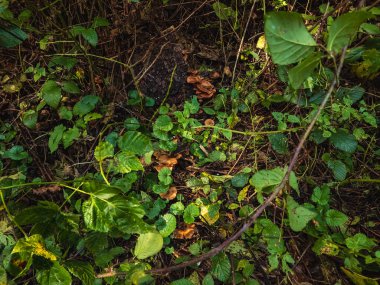 Yerde yeşil yapraklar