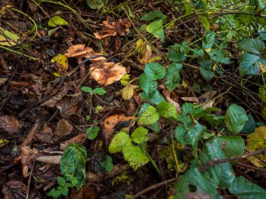 Orman yolunda düşen yaprakların dikey görüntüsü.