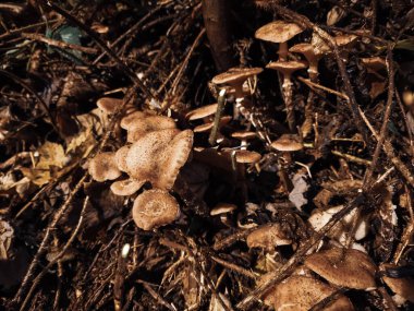 Ormanda sonbahar mantarları